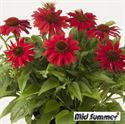 Bild von VP Echinacea P19 knop Sombrero Salsa Red